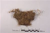 藏品(小毛燈苔)的圖片